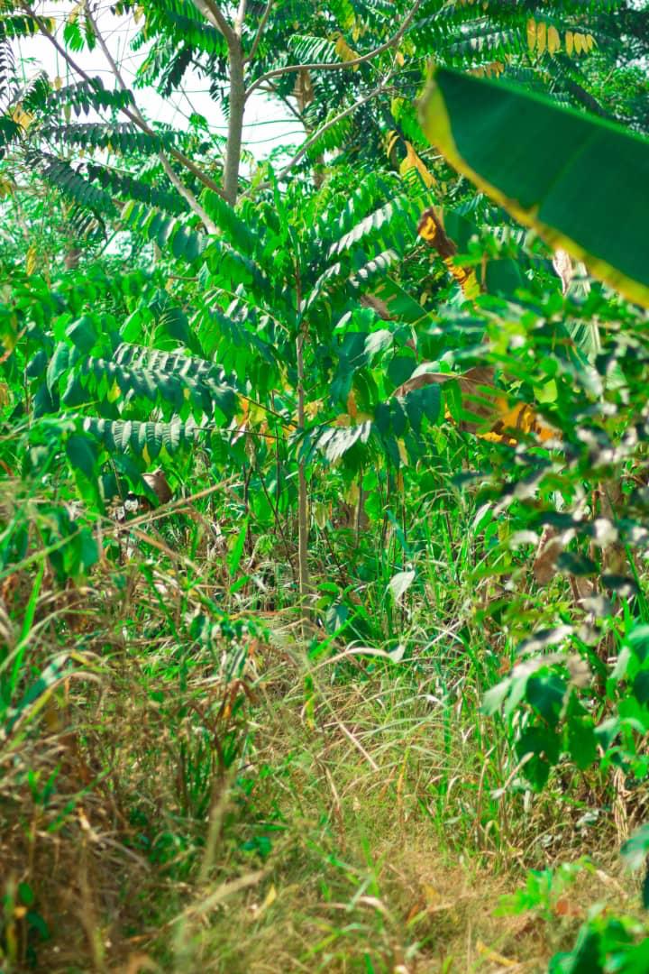 Young mahogany tree in PLYFA project site