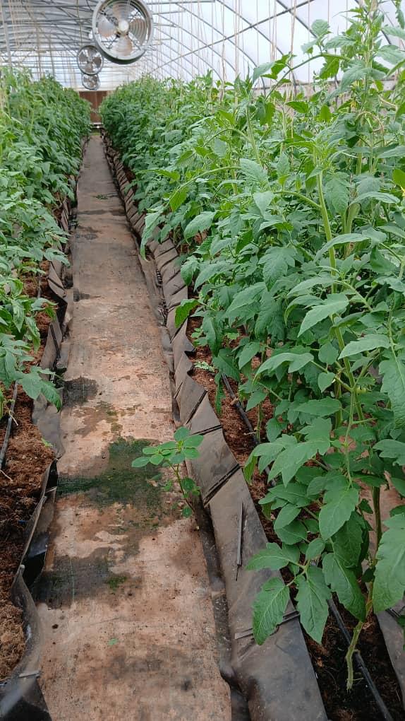 Rows of smart tomato cultivation beds in Donkokrom