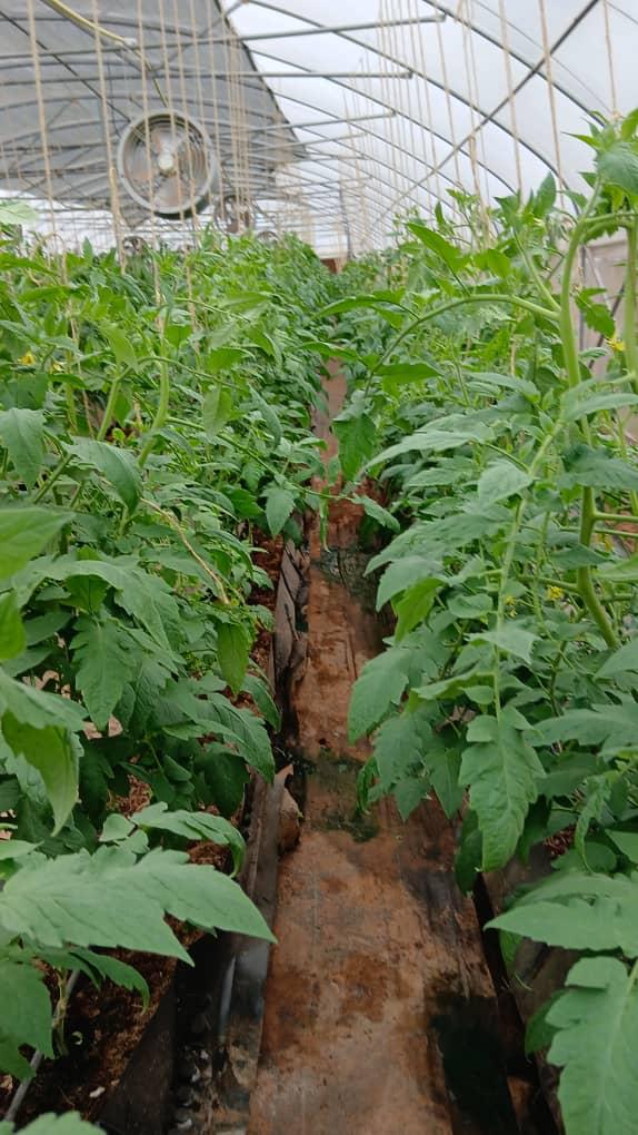 Greenhouse tomato rows at PLYFA smart farm