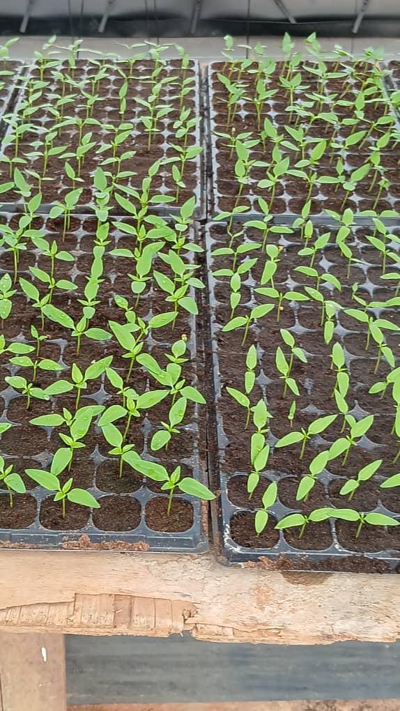 Bell pepper seedlings in nursery trays at Donkokrom