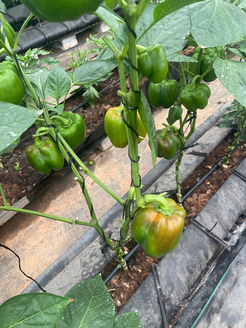 Fruiting bell pepper plant in smart greenhouse