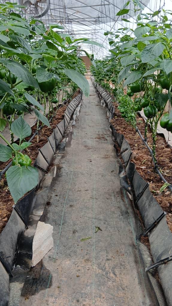 Bell pepper greenhouse rows in Donkokrom