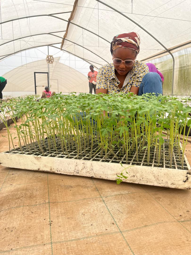 Seedling tray management for smart bell pepper project